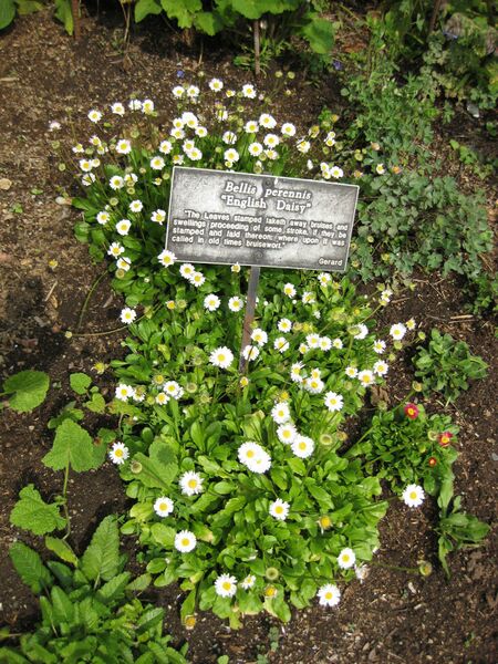 File:IMG 5274 hunt0904.jpg