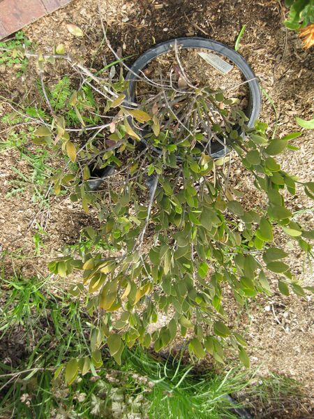 File:IMG 5275 hunt0904.jpg