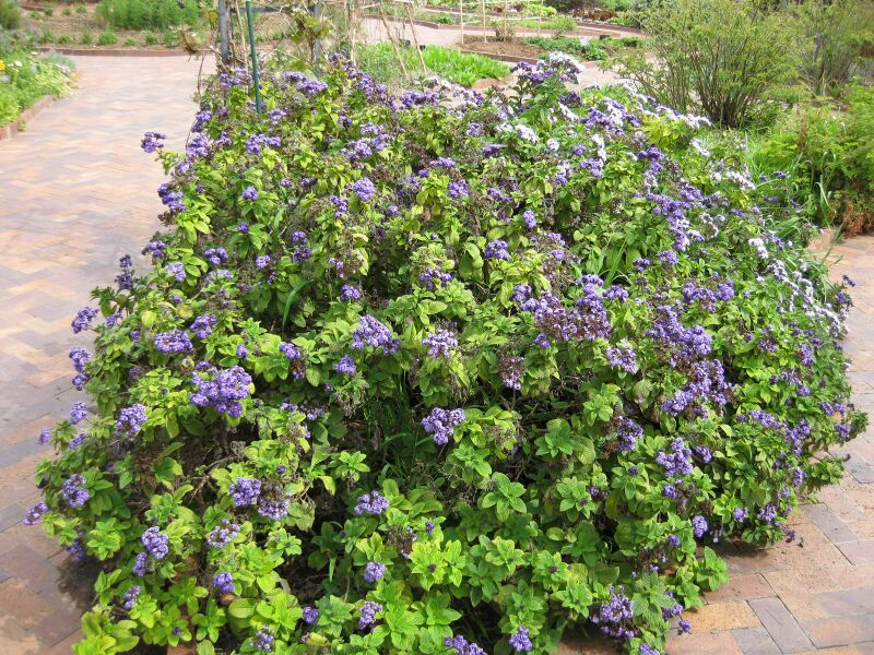 File:IMG 5277 hunt0904.jpg