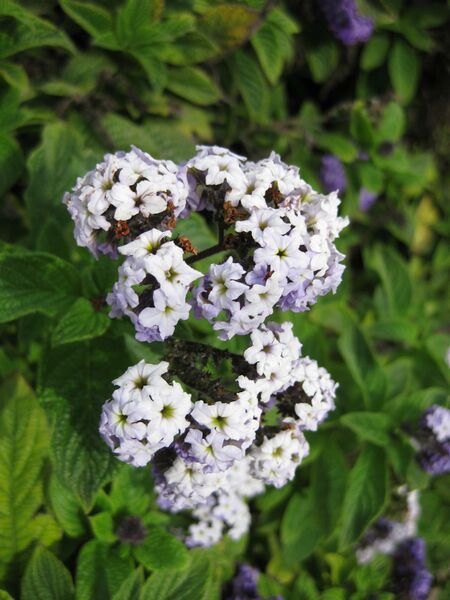 File:IMG 5279 hunt0904.jpg