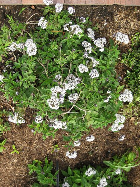 File:IMG 5280 hunt0904.jpg