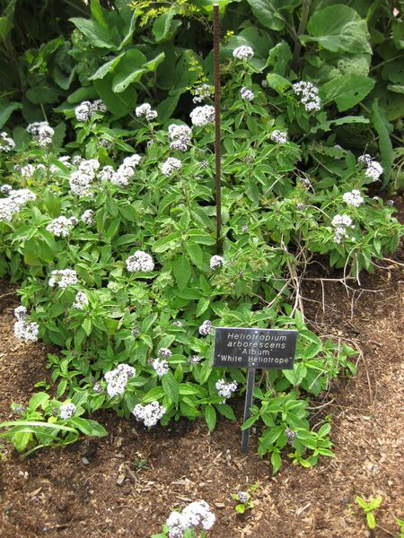 File:IMG 5281 hunt0904.jpg