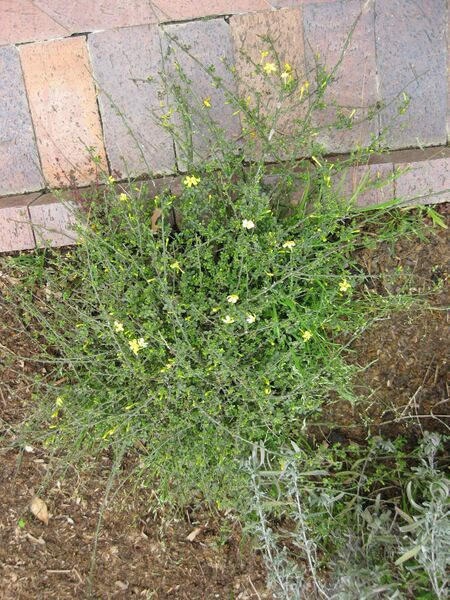 File:IMG 5282 hunt0904.jpg