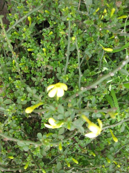 File:IMG 5283 hunt0904.jpg