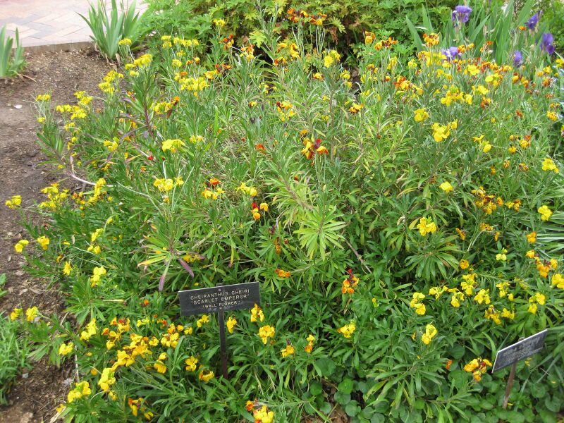 File:IMG 5284 hunt0904.jpg