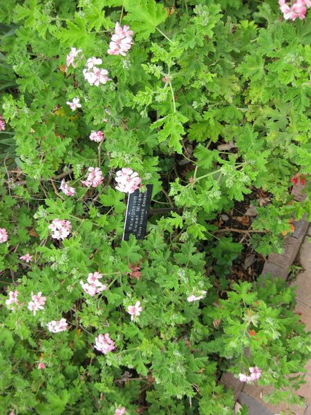 File:IMG 5285 hunt0904.jpg