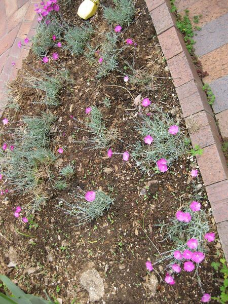 File:IMG 5286 hunt0904.jpg