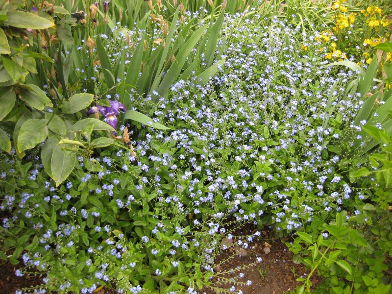 File:IMG 5287 hunt0904.jpg