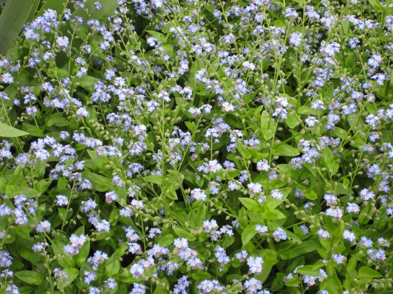 File:IMG 5288 hunt0904.jpg