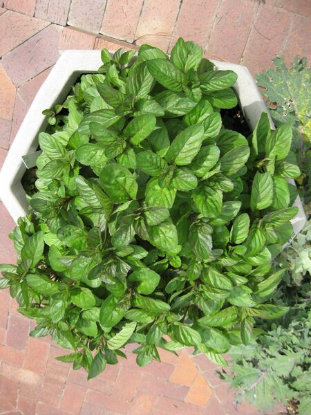 File:IMG 5289 hunt0904.jpg