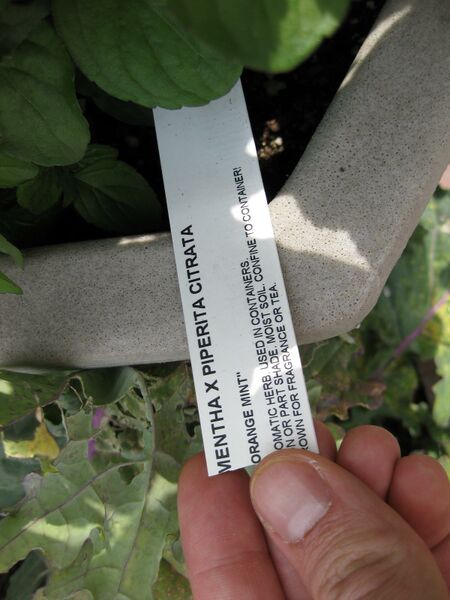 File:IMG 5290 hunt0904.jpg