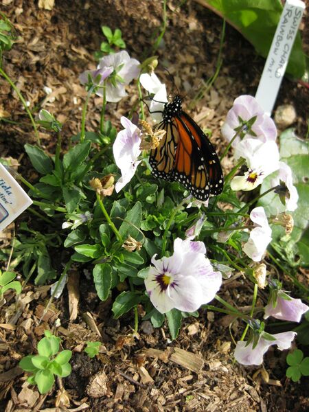 File:IMG 5292 hunt0904.jpg