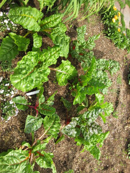 File:IMG 5293 hunt0904.jpg