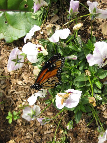 File:IMG 5298 hunt0904.jpg