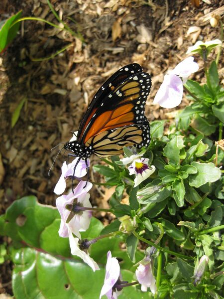 File:IMG 5299 hunt0904.jpg