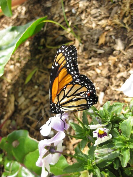 File:IMG 5300 hunt0904.jpg