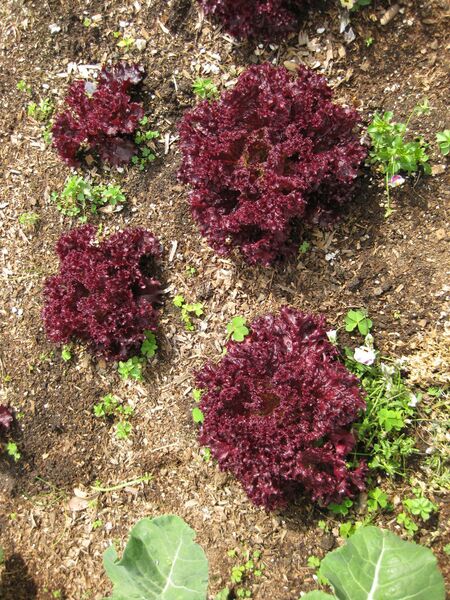 File:IMG 5301 hunt0904.jpg