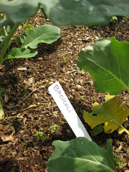 File:IMG 5303 hunt0904.jpg