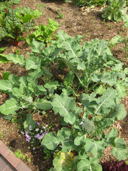 File:IMG 5304 hunt0904.jpg