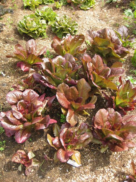 File:IMG 5305 hunt0904.jpg