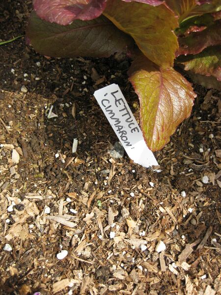 File:IMG 5306 hunt0904.jpg