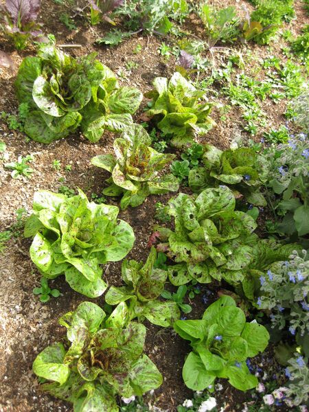 File:IMG 5307 hunt0904.jpg