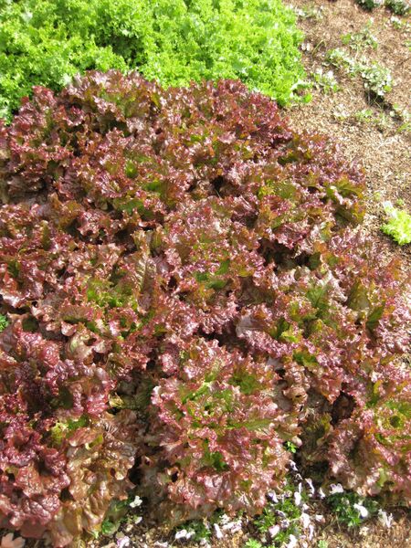 File:IMG 5308 hunt0904.jpg