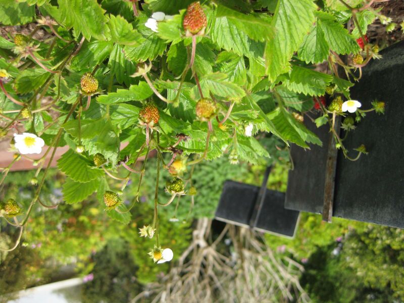 File:IMG 5311 hunt0904.jpg