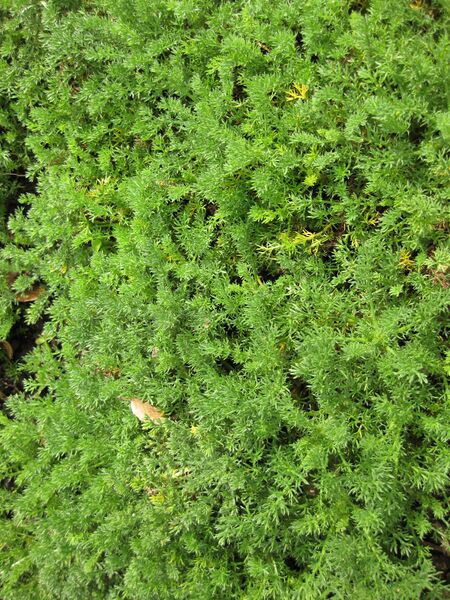 File:IMG 5314 hunt0904.jpg