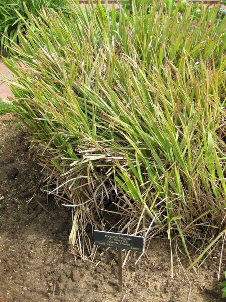 File:IMG 5316 hunt0904.jpg