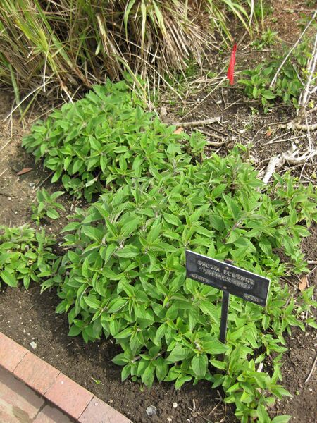 File:IMG 5317 hunt0904.jpg