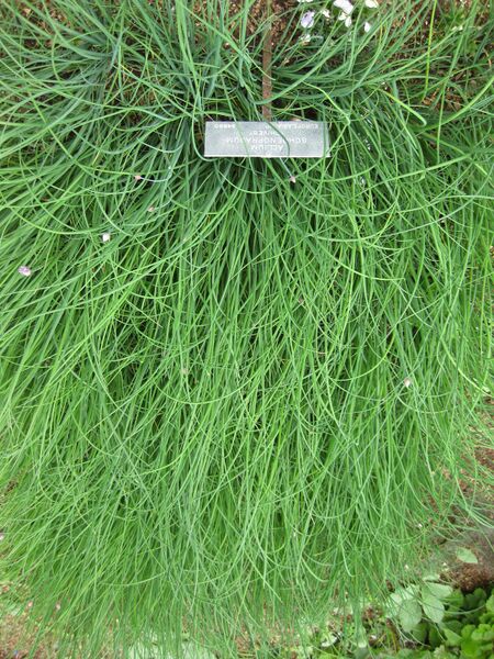 File:IMG 5323 hunt0904.jpg