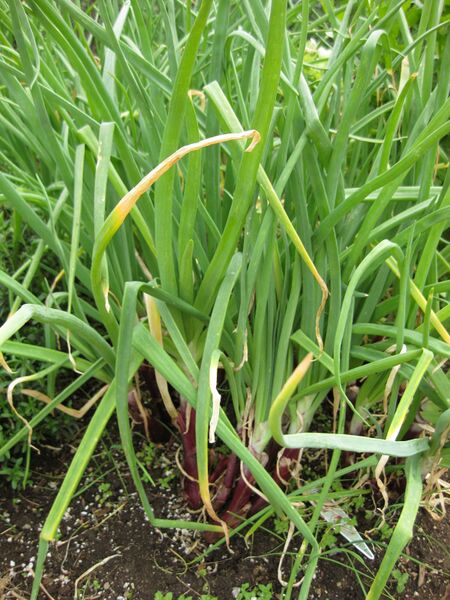 File:IMG 5325 hunt0904.jpg