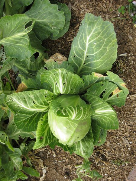 File:IMG 5329 hunt0904.jpg