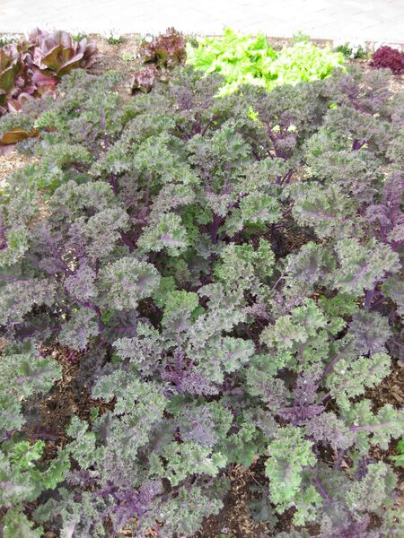 File:IMG 5330 hunt0904.jpg