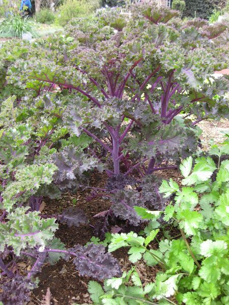 File:IMG 5331 hunt0904.jpg