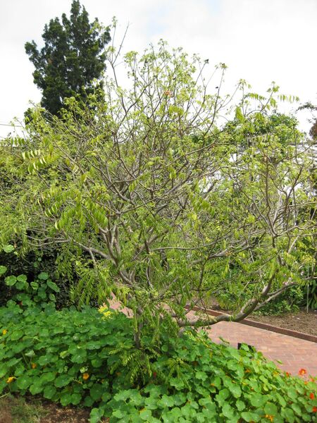 File:IMG 5335 hunt0904.jpg