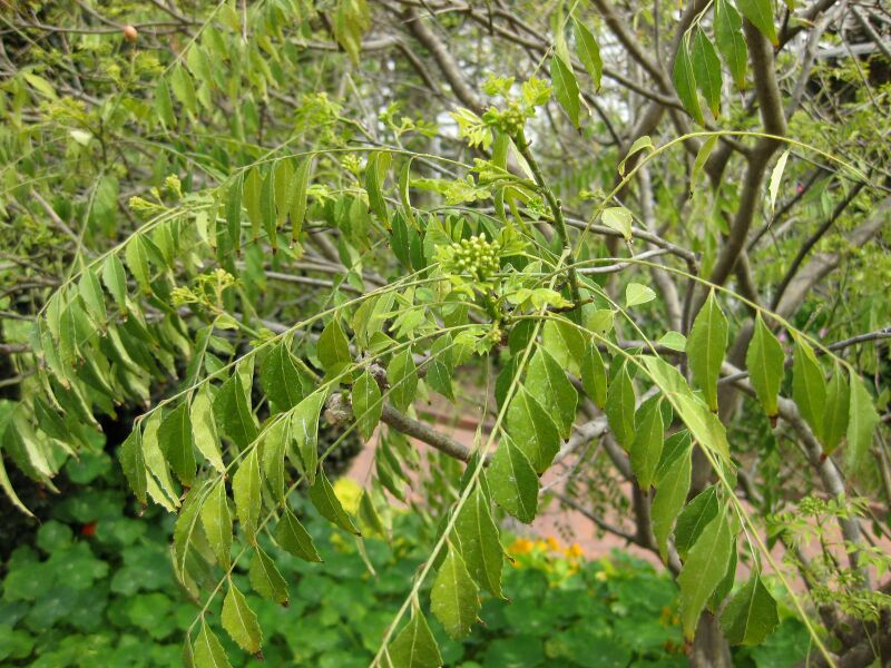 File:IMG 5336 hunt0904.jpg