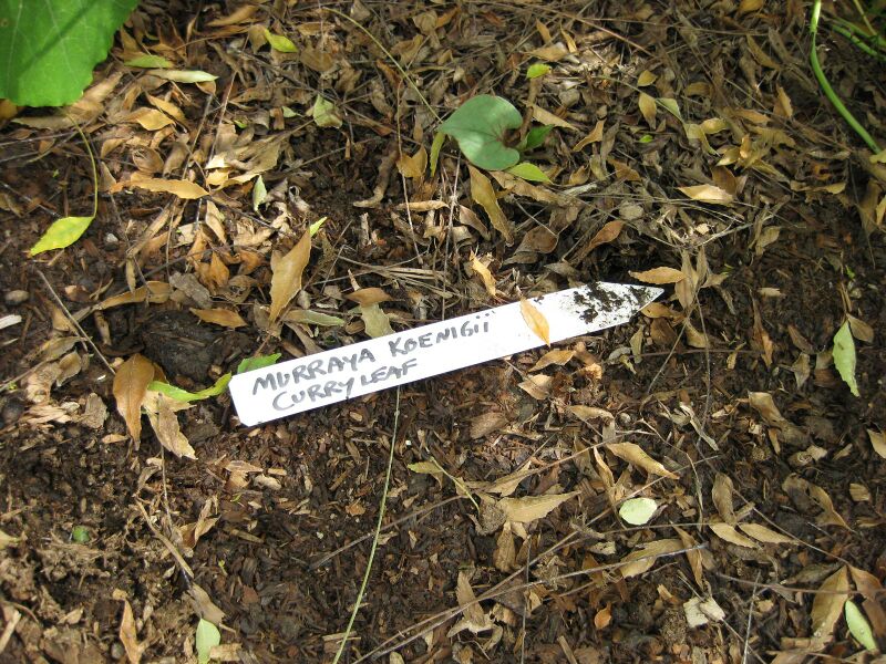 File:IMG 5337 hunt0904.jpg