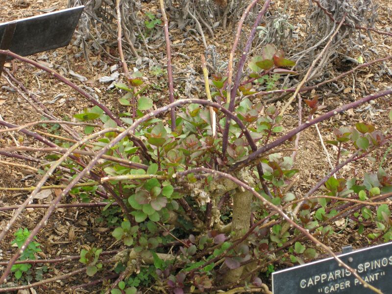 File:IMG 5339 hunt0904.jpg