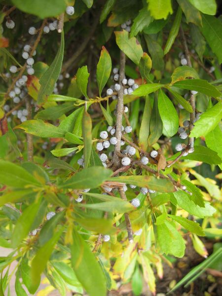 File:IMG 5342 hunt0904.jpg