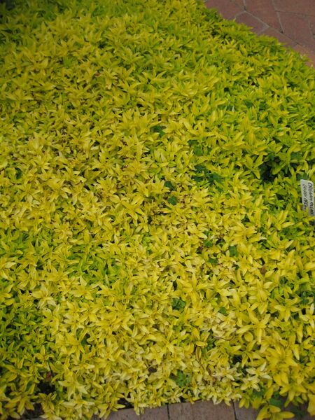 File:IMG 5344 hunt0904.jpg