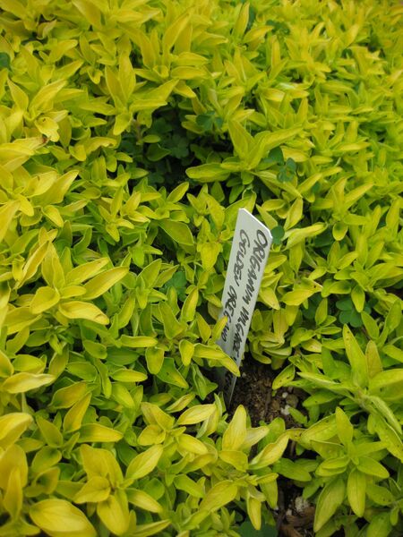 File:IMG 5345 hunt0904.jpg