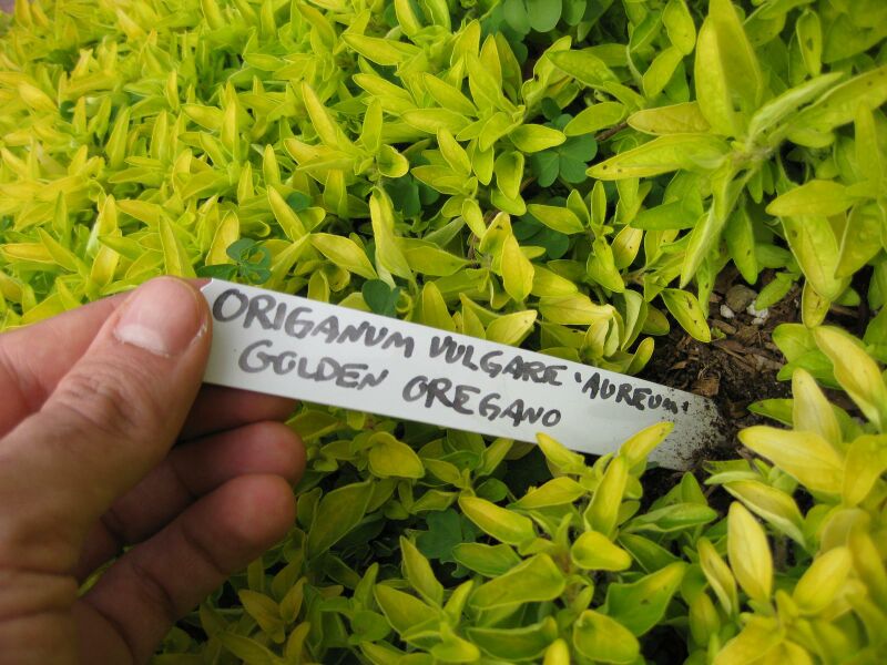 File:IMG 5346 hunt0904.jpg