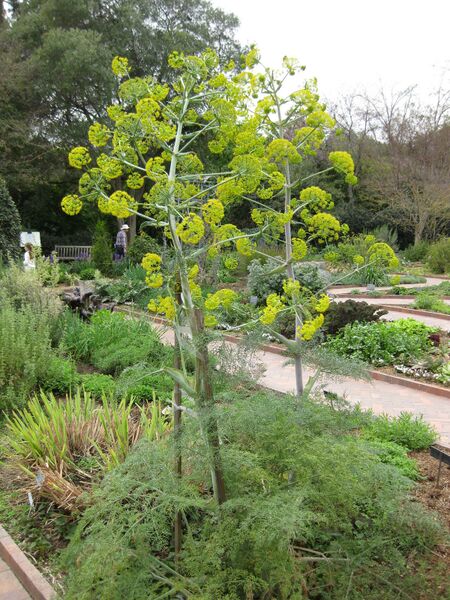 File:IMG 5348 hunt0904.jpg