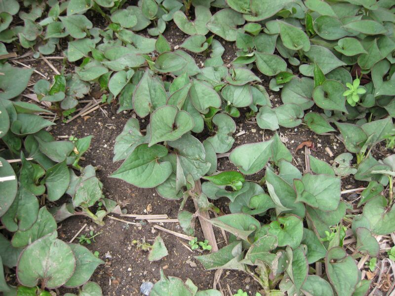 File:IMG 5349 hunt0904.jpg