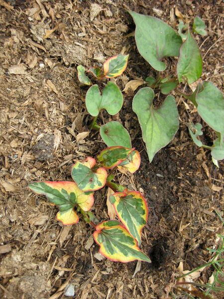 File:IMG 5350 hunt0904.jpg