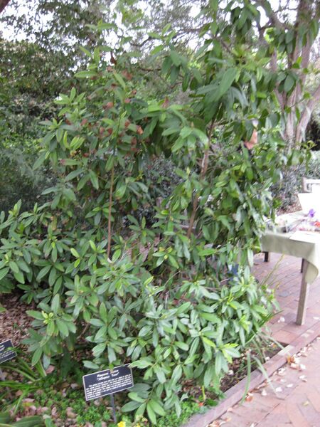 File:IMG 5355 hunt0904.jpg