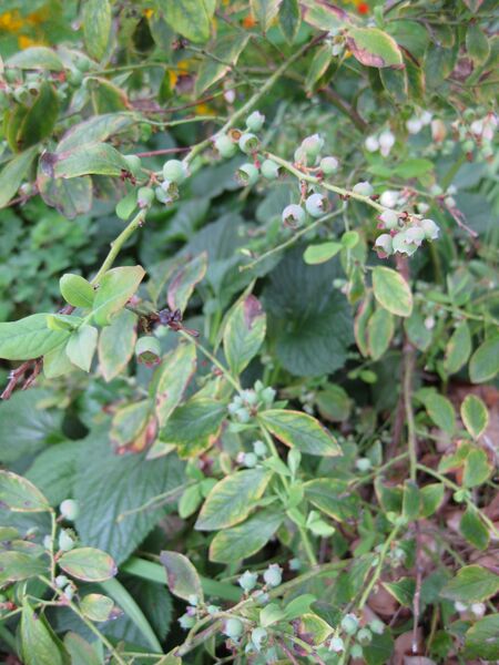 File:IMG 5360 hunt0904.jpg