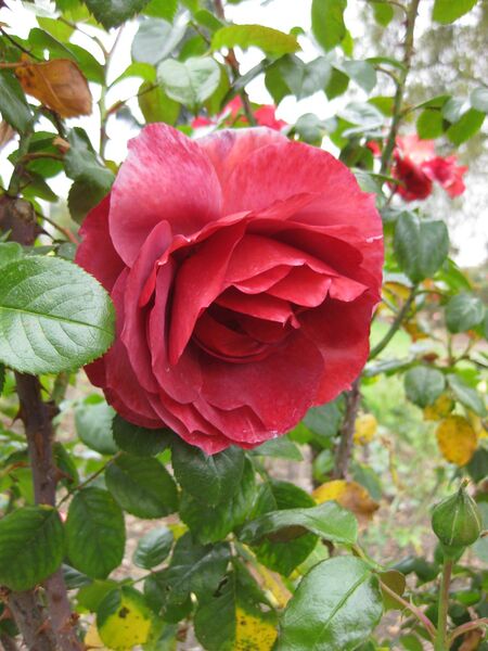 File:IMG 5363 hunt0904.jpg